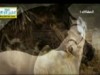 الخيل في نواصيها الخير 
