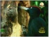 2-  غابة إيراتي (محميات طبيعية)