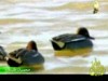 3- بحيرة بيتيلاس (محميات طبيعية)