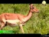 1- النفس الأول (صغار البراري)