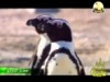 3- حقائق الأوكار (صغار البراري)