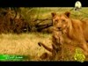 4- العلاقة الأولى (صغاري البراري)