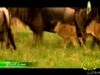 5- الأمان أولا (صغار البراري)