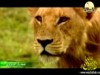 10 - غرائز اساسية (صغار البراري)