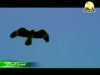 11- الخطوة الأولى (صغار البراري)