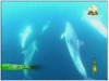 2- حديقة تحت الماء (رحلة تروي العجائب)