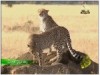 13- الفهد وشبح الانقراض (رحلة تروي العجائب)