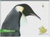 الفيلم الوثائقي طرائف الحيوانات