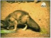 6- حيوانات المناطق الجافة (العالم المثير)