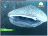 الفيلم الوثائقي قرش تايوان