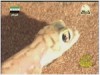 الحلقة 4 (عجائب الخلق)