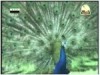 الحلقة 10 (كوكب الروائع)