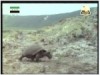 الحلقة 18 (كوكب الروائع)