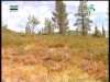 الحلقة الأولي(الغابة المنسية )