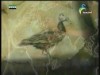 الطرق علي باب المملكة(من براري الشرق)