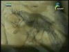 السوس ( عالم الحدائق الخفي)