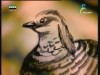 النسور العملاقة 2 (عالم الحيوان الغامض)