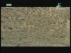 بروفانس البرية