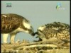 حيوانات ماهرة(خط الإستواء)