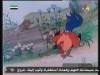القط (أسرار الغابة)