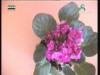 امرالص(نباتات الزينة)