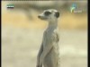 حيوانات أفريقيا(عالم مثير)