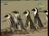 بطريق تحت الحصار