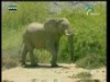 الحياة رغم كل العقبات(أسرار الطبيعة)