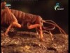 اليعسوب(اسرار في عالم الحدائق)