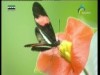 زهرة الأقحوانة (أزهار وحكايات)
