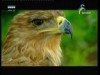 حلقة 2 (المملكة البرية)