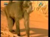 الربابيح رهينة المجهول (الشواطئ المنسية)