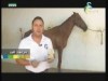 الحلقة 1 (علي صهوة الخيل)