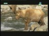 جدي جبال الألب(بعثات في عالم الحيوان)
