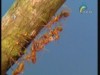 السرو الفضائي 2 (الغابات الصينية)
