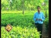 المروج الخضراء (عالم الحدائق الخفي)