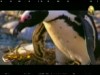 طيور البطريق الافريقية (إعجاز في الطبيعة)