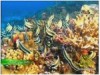 5- اسرار الشعب المرجانية (رحلة تروي العجائب)